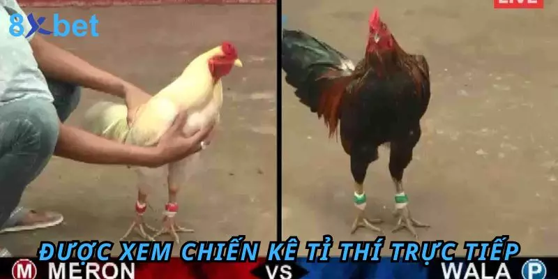 Đá Gà Trực Tiếp 8Xbet - Trải Nghiệm Hấp Dẫn Và Thú Vị 2 Được xem các chiến kê tỉ thí trực tiếp