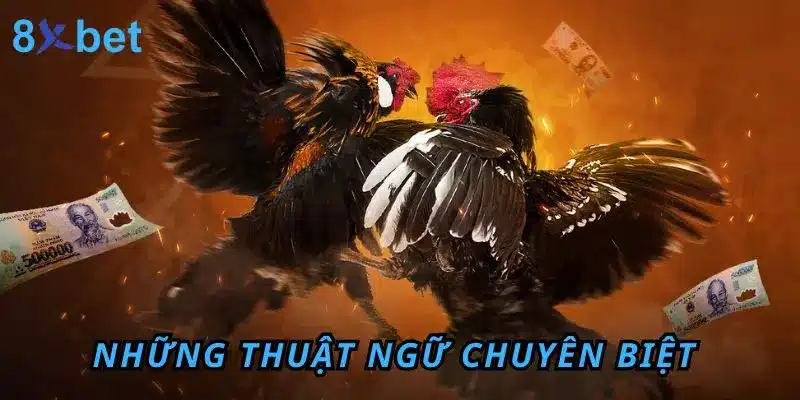 Đá Gà Thomo 8Xbet – Sân Chơi Đỉnh Cao Cho Anh Em Đam Mê 3 Những thuật ngữ chuyên biệt